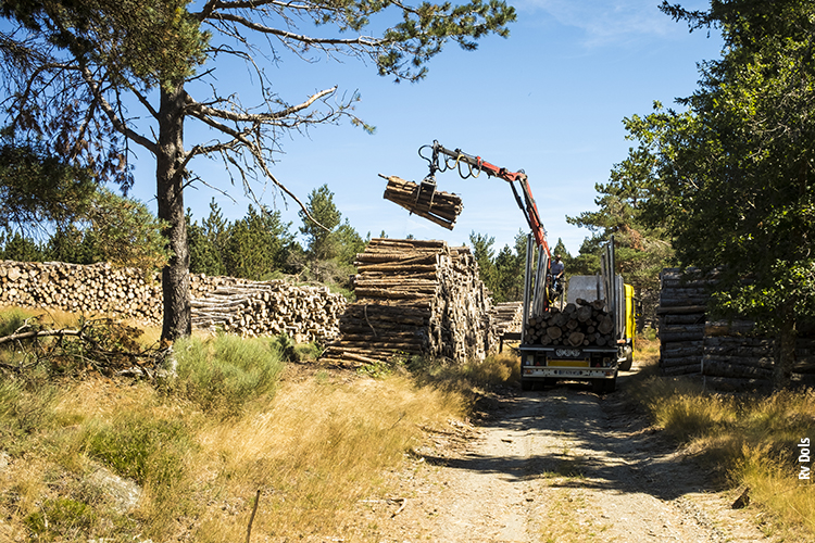 Les Cévennes exploitation forestière